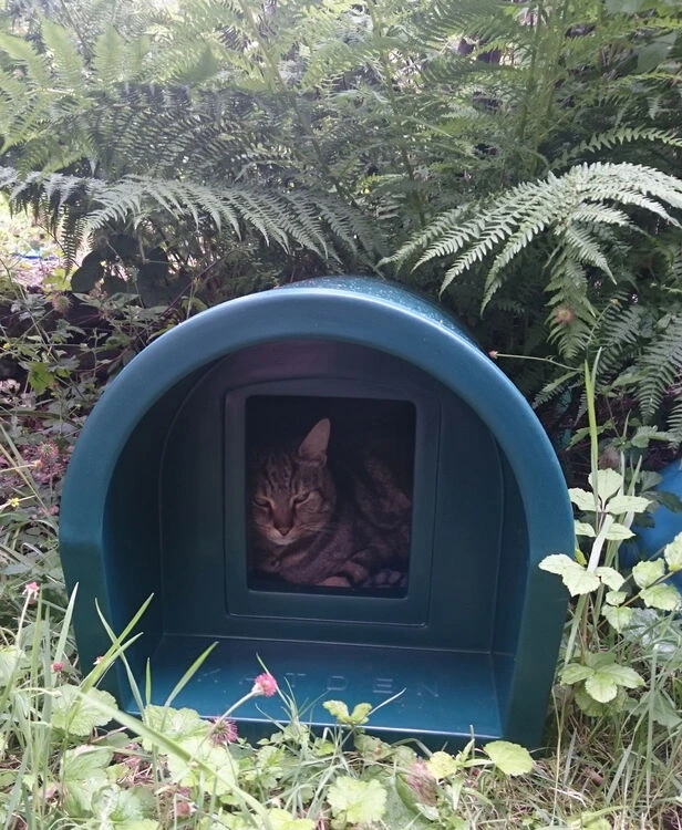 Mr Snugs Katden Outdoor Cat Kennel - Dark Green 9 Mr Snugs Katden Outdoor Cat Kennel - Dark Green - Image 9