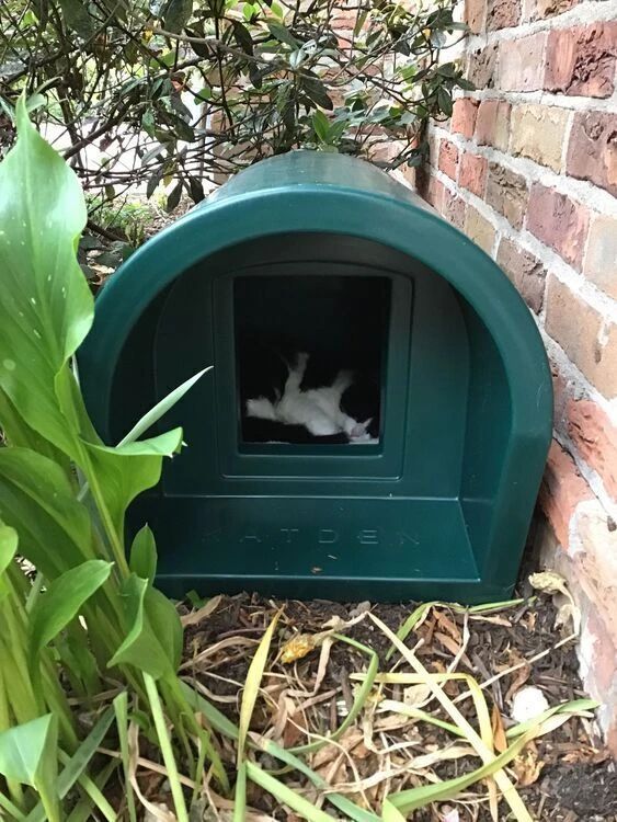 Katden Outdoor Cat Kennel - Dark Green EX DISPLAY 6 Katden Outdoor Cat Kennel - Dark Green EX DISPLAY - Image 6