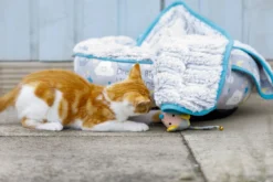 Petface Little Petface Cat Donut -Almo naturer Shop 60c080db2ad313.14779880