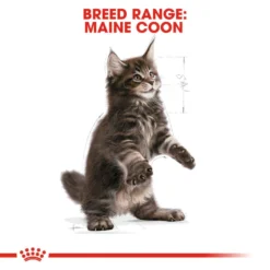 ROYAL CANIN® Maine Coon Kitten Dry Food 17 ROYAL CANIN® Maine Coon Kitten Dry Food -Almo naturer Shop aprefk8uwiqr6odiczds