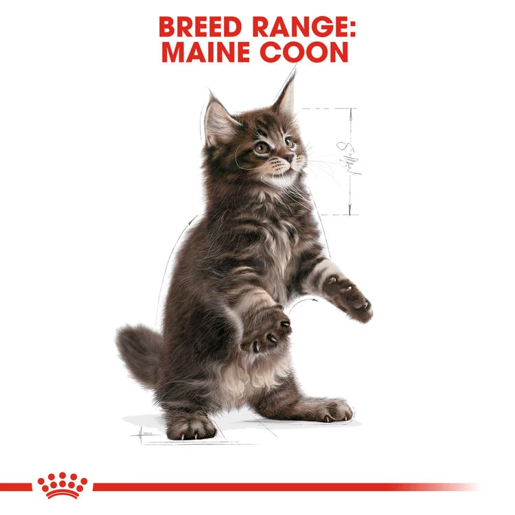ROYAL CANIN® Maine Coon Kitten Dry Food 9 ROYAL CANIN® Maine Coon Kitten Dry Food - Image 9