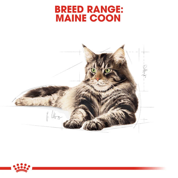 ROYAL CANIN® Maine Coon Adult Dry Cat Food 8 ROYAL CANIN® Maine Coon Adult Dry Cat Food - Image 8