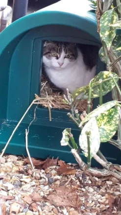 Mr Snugs Katden Outdoor Cat Kennel - Dark Green 21 Mr Snugs Katden Outdoor Cat Kennel - Dark Green -Almo naturer Shop catden 1