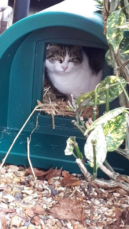 Mr Snugs Katden Outdoor Cat Kennel - Dark Green 10 Mr Snugs Katden Outdoor Cat Kennel - Dark Green - Image 10