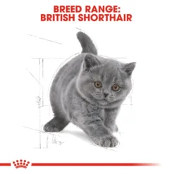 ROYAL CANIN® British Shorthair Kitten Dry Food -Almo naturer Shop glnoopvzzeh0ooalitt4