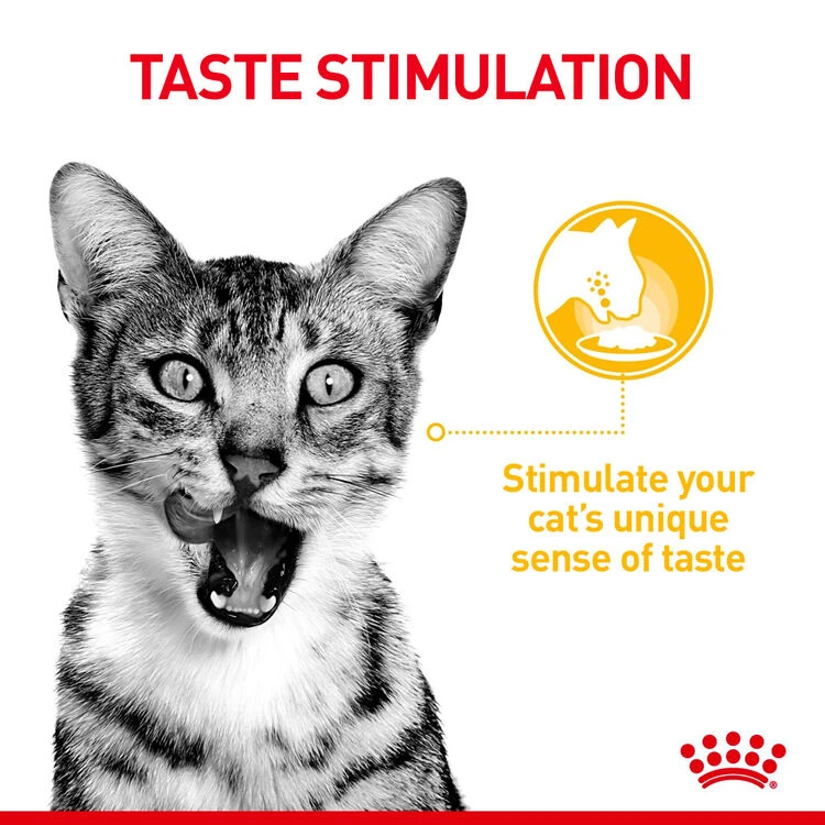 ROYAL CANIN® Sensory Taste In Jelly Adult Wet Cat Food 4 ROYAL CANIN® Sensory Taste In Jelly Adult Wet Cat Food - Image 4