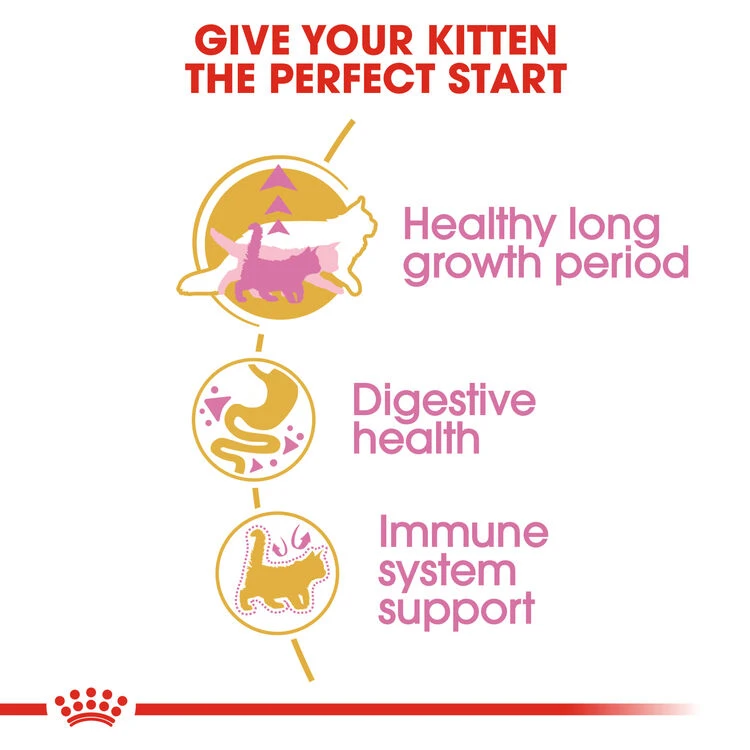 ROYAL CANIN® Maine Coon Kitten Dry Food 7 ROYAL CANIN® Maine Coon Kitten Dry Food - Image 7