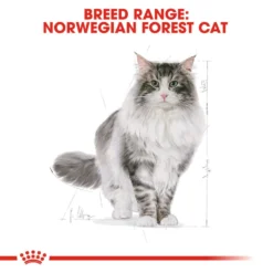 ROYAL CANIN® Norwegian Forest Adult Dry Cat Food -Almo naturer Shop ygpsixmc5bzbquxmvex1