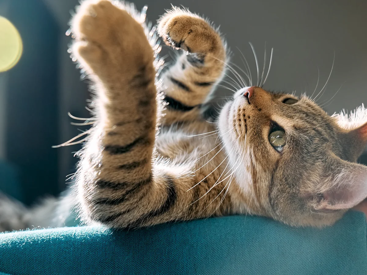 Almo naturer Shop -Almo naturer Shop 6000